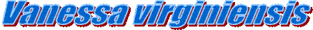 Vanessa virginiensis