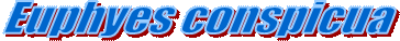 Euphyes conspicua