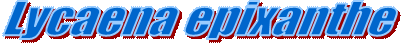 Lycaena epixanthe
