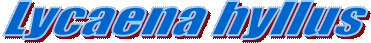 Lycaena hyllus