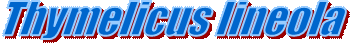 Thymelicus lineola