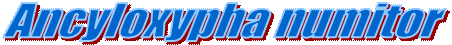 Ancyloxypha numitor