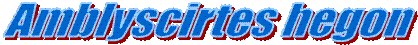 Amblyscirtes hegon
