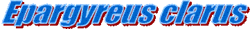Epargyreus clarus 