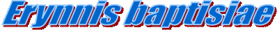 Erynnis baptisiae